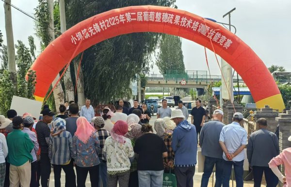 手机股票配资软件 宁夏青铜峡市小坝镇先锋村葡萄整穗疏果技能竞赛举办