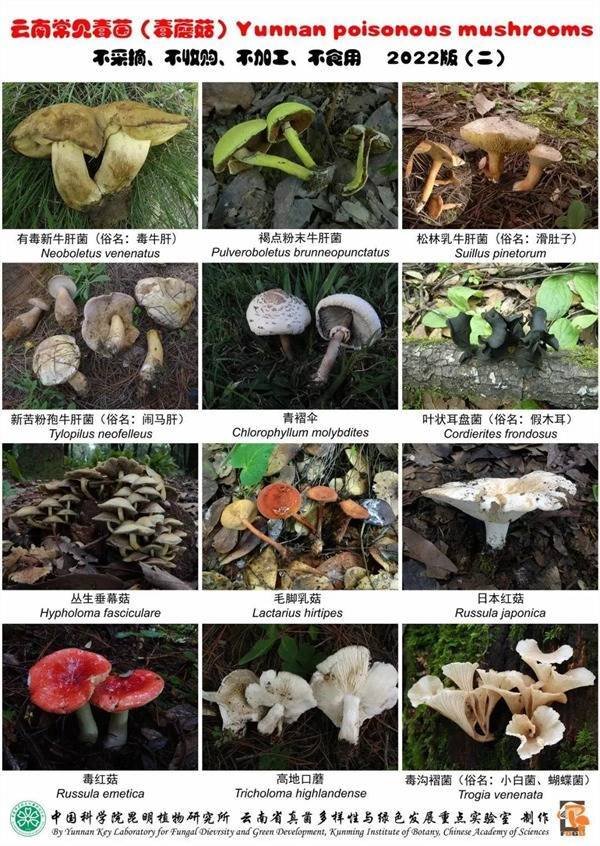 炒股配资178论坛网 “门朝我飞过来了！”误食毒蘑菇后果可不只是有幻觉  千万别大意